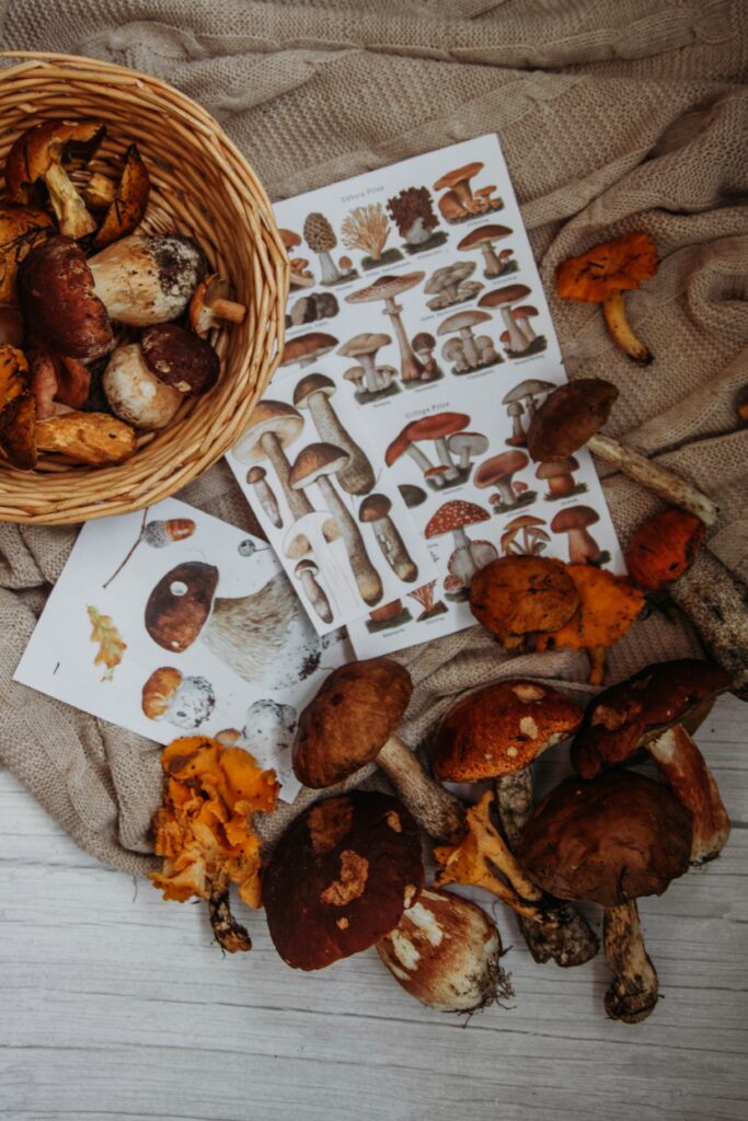 An image depicting harvested mushrooms and visual guides laid out to identify the fungal strains.